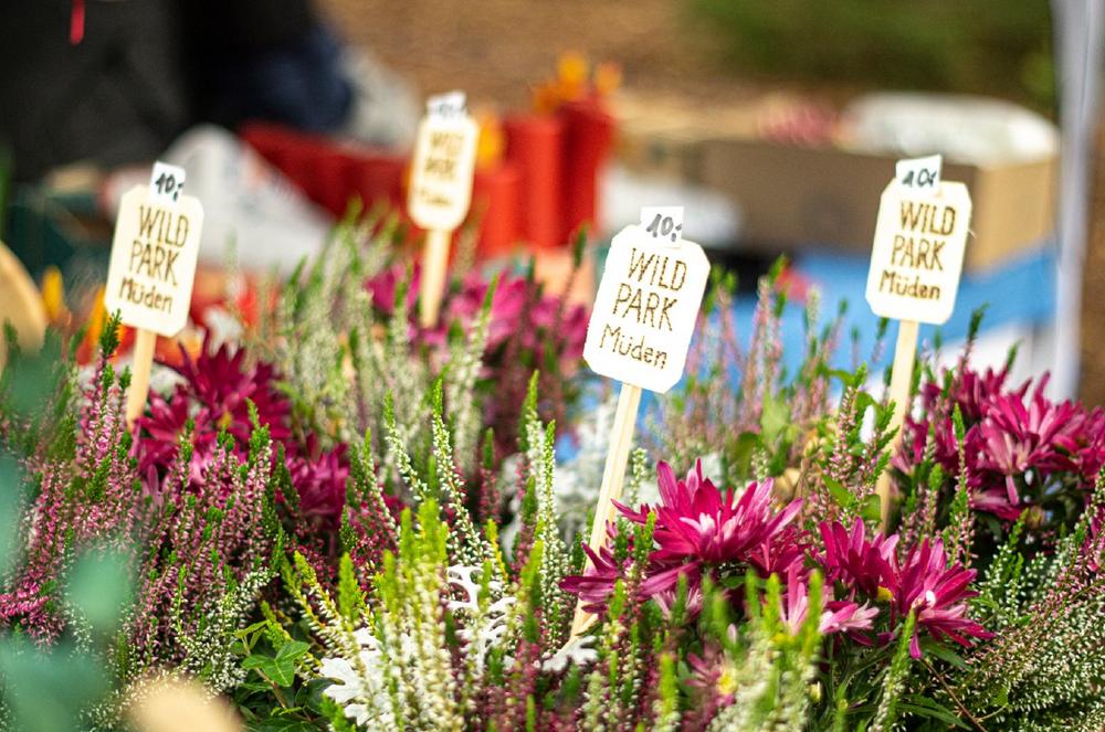 Herbstmarkt im Wildpark Müden (Unterhaltung / Freizeit | Faßberg)