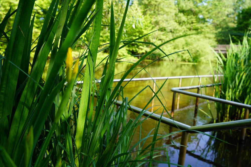 Wassertreten im Kurpark (Unterhaltung / Freizeit | Bad Bevensen)