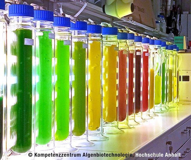 D‑A‑CH Algen Summit 2026 (Kongress | Garching bei München)