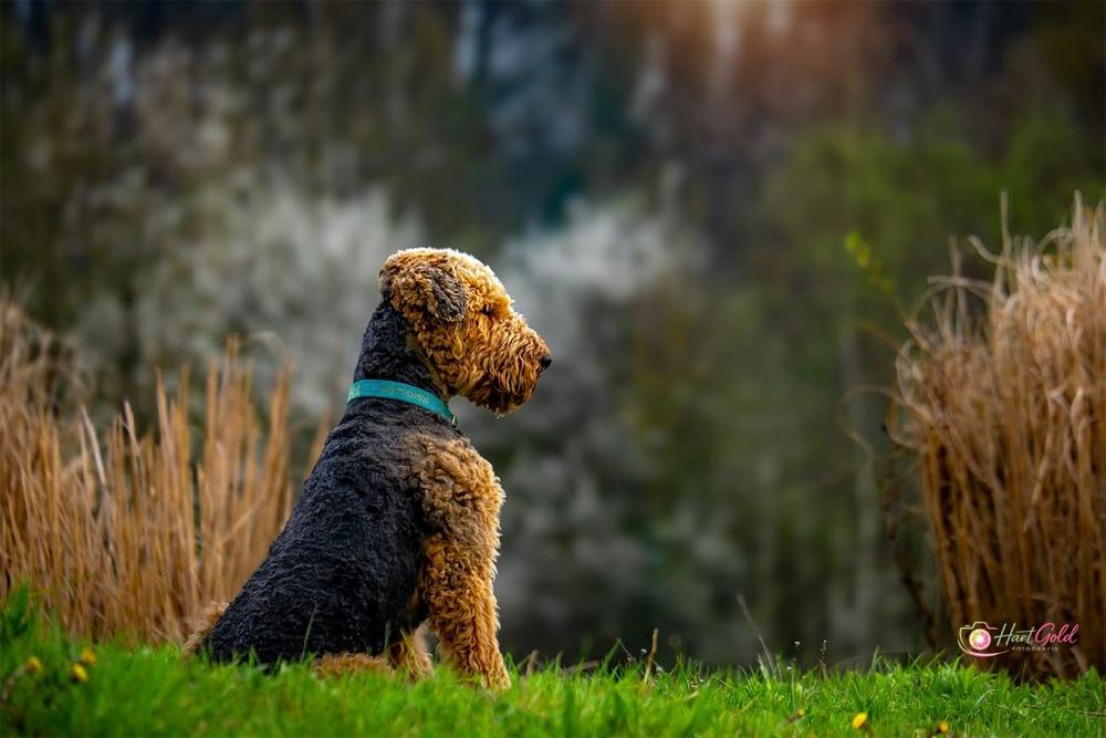Hundespieltag im Schlosspark (Networking | Unterschwaningen)